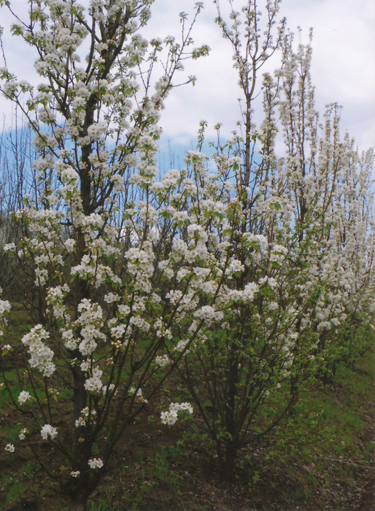 Изображение особи Malus domestica.