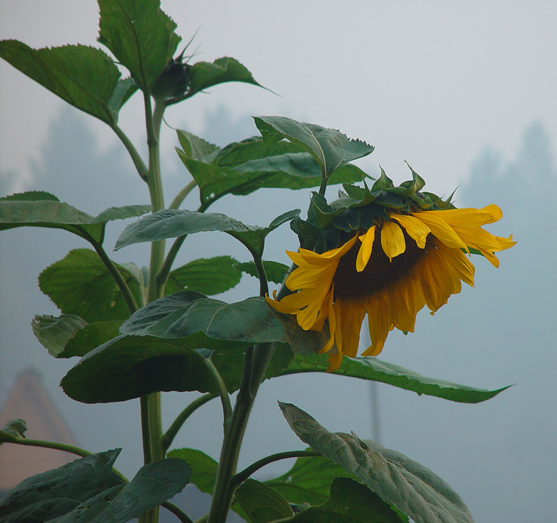 Image of Helianthus annuus specimen.