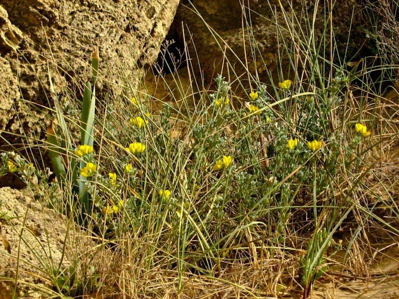 Image of Lotus creticus specimen.