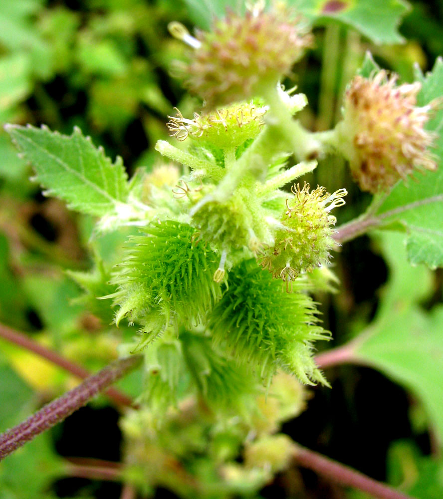 Image of Xanthium orientale specimen.