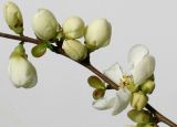 Chaenomeles japonica. Часть ветки с бутонами и цветком (культивар, белая форма). Германия, г. Кемпен, в культуре. 30.03.2012.