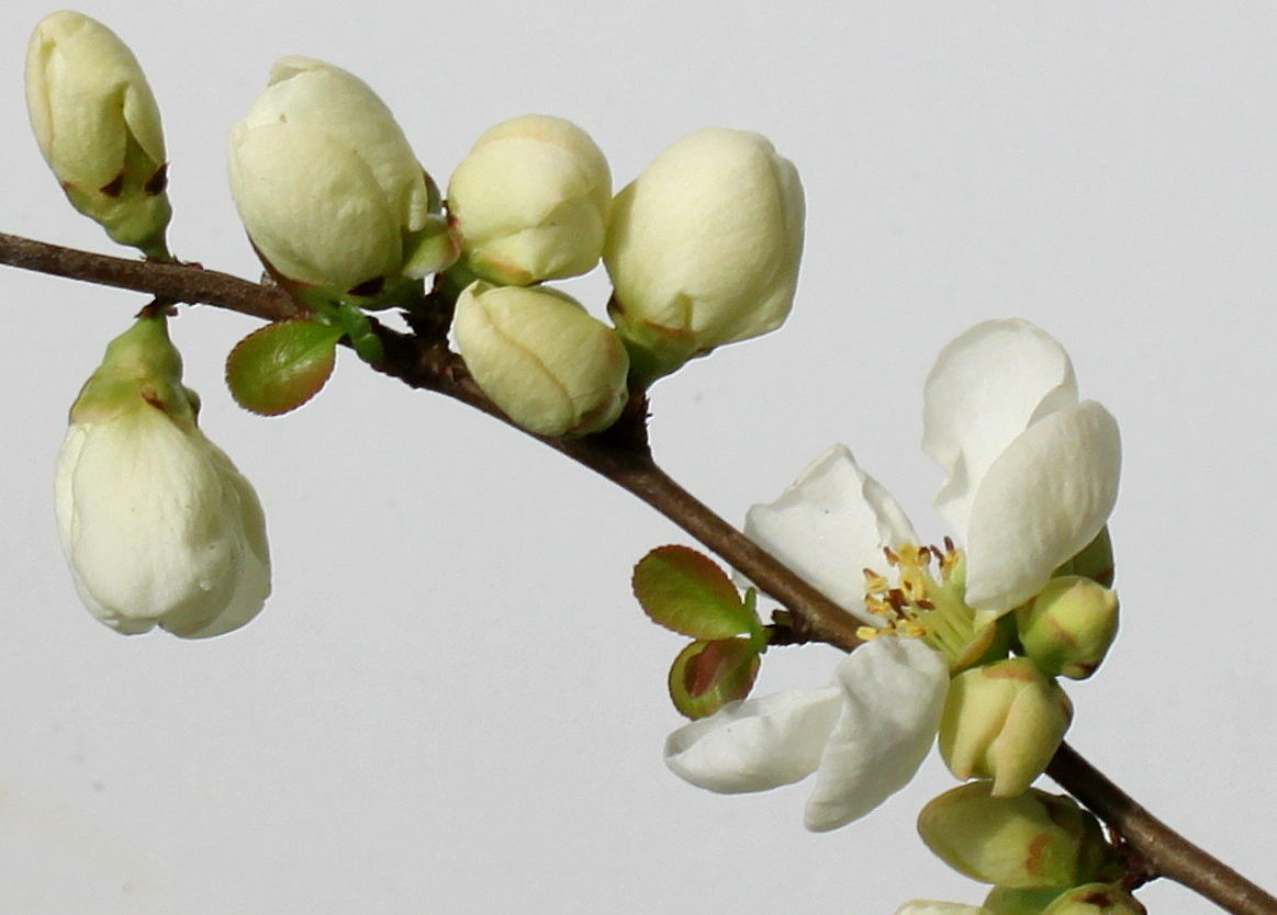 Image of Chaenomeles japonica specimen.
