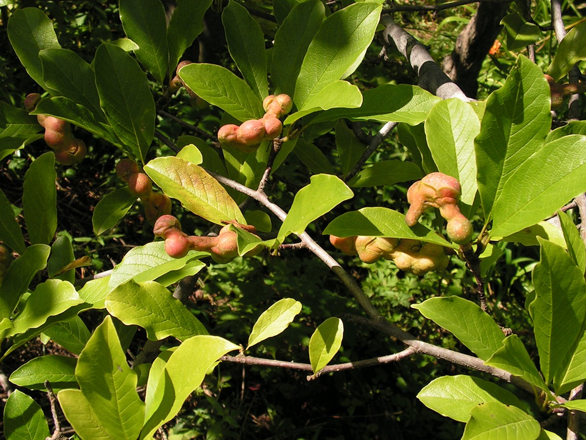 Image of Magnolia kobus specimen.