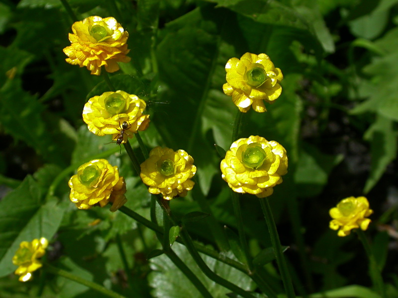 Изображение особи Ranunculus repens.