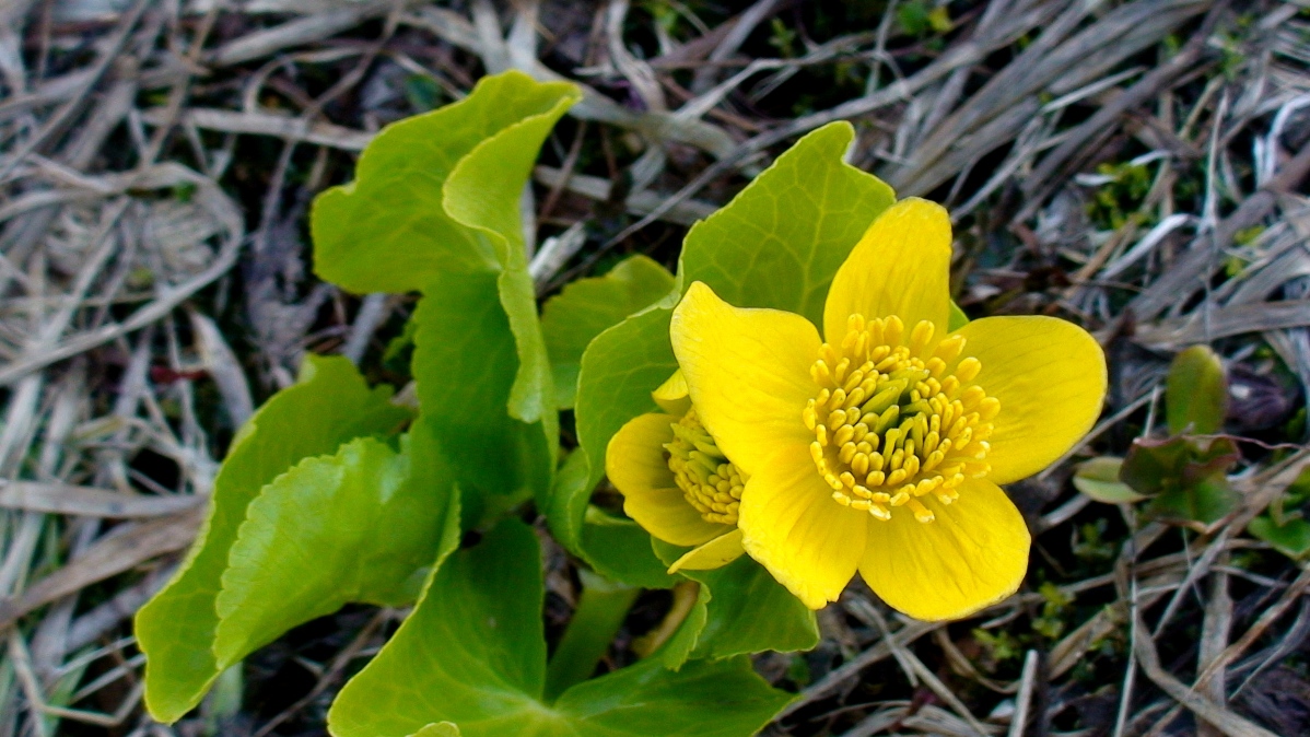 Image of Caltha polypetala specimen.