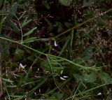 Vicia tetrasperma