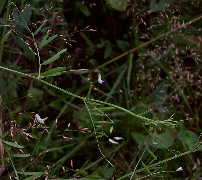 Image of Vicia tetrasperma specimen.