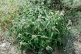 Phlomis majkopensis