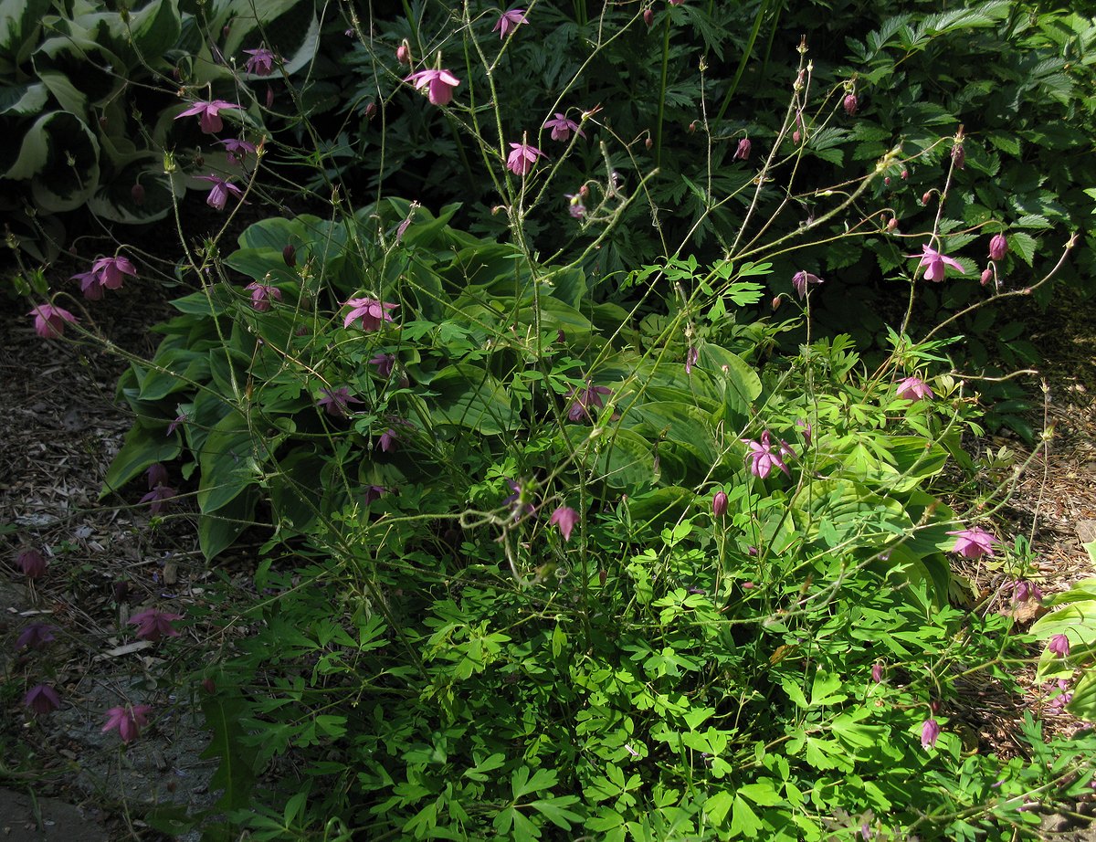 Изображение особи Aquilegia ecalcarata.