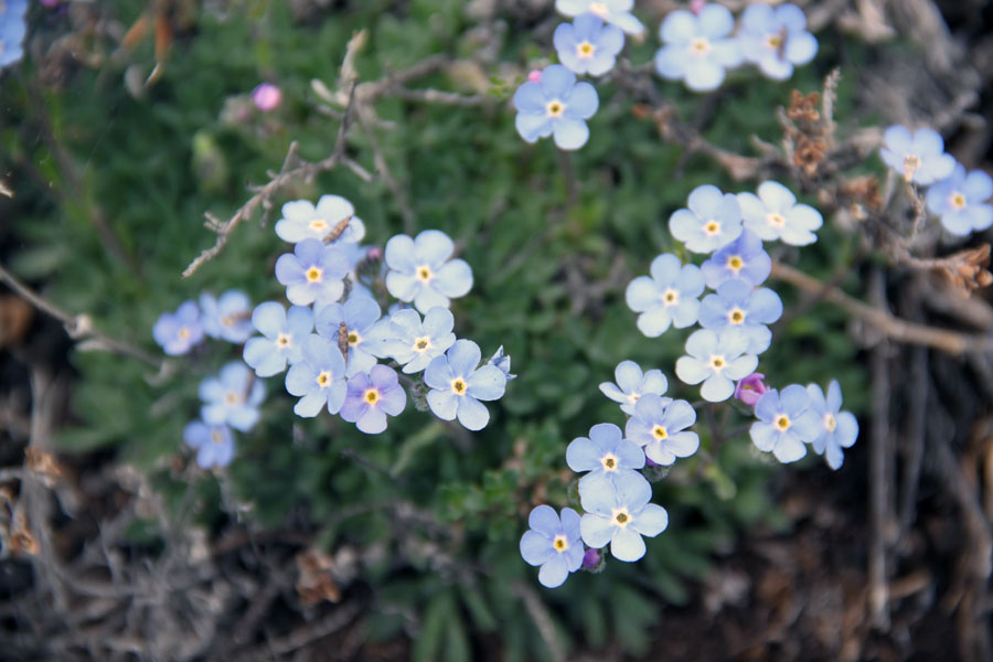 Изображение особи Eritrichium villosum.