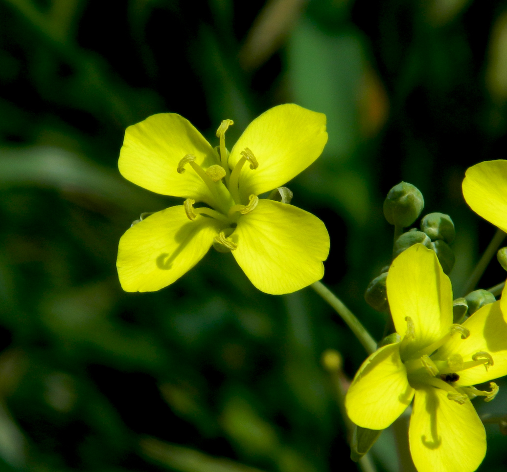 Image of Diplotaxis tenuifolia specimen.