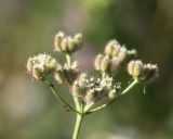 Torilis arvensis