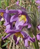 Pulsatilla patens