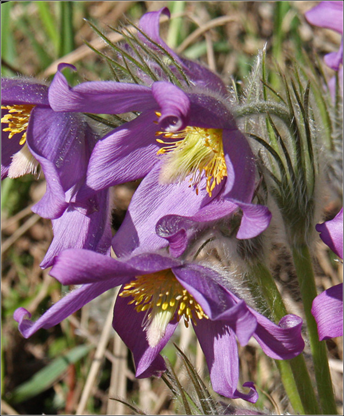 Image of Pulsatilla patens specimen.