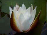 Nymphaea candida. Цветок. Курская обл., Железногорский р-н, дер. Клишино, пруд на притоке р. Смородинка. 7 июля 2007 г.