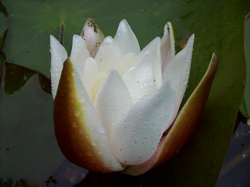 Image of Nymphaea candida specimen.