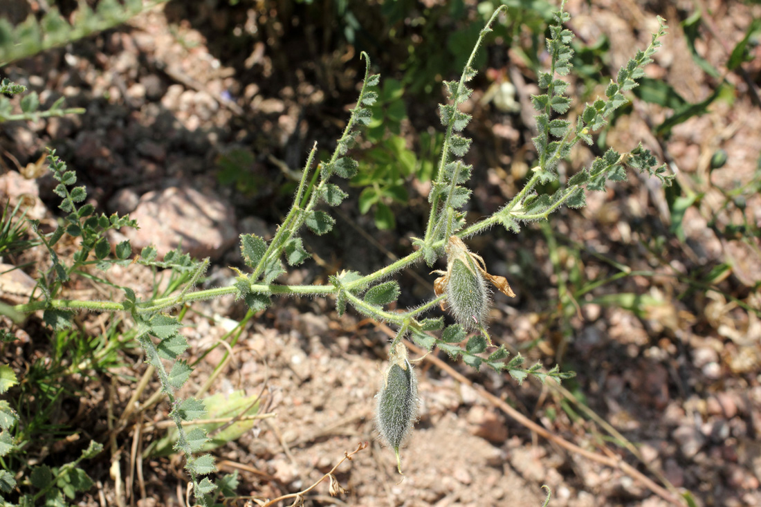 Image of Cicer songaricum specimen.