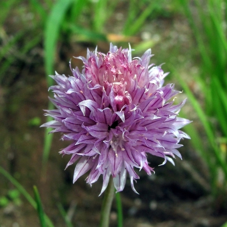 Image of Allium schoenoprasum specimen.