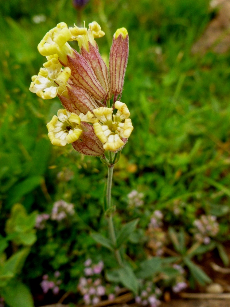 Image of Silene cephalantha specimen.