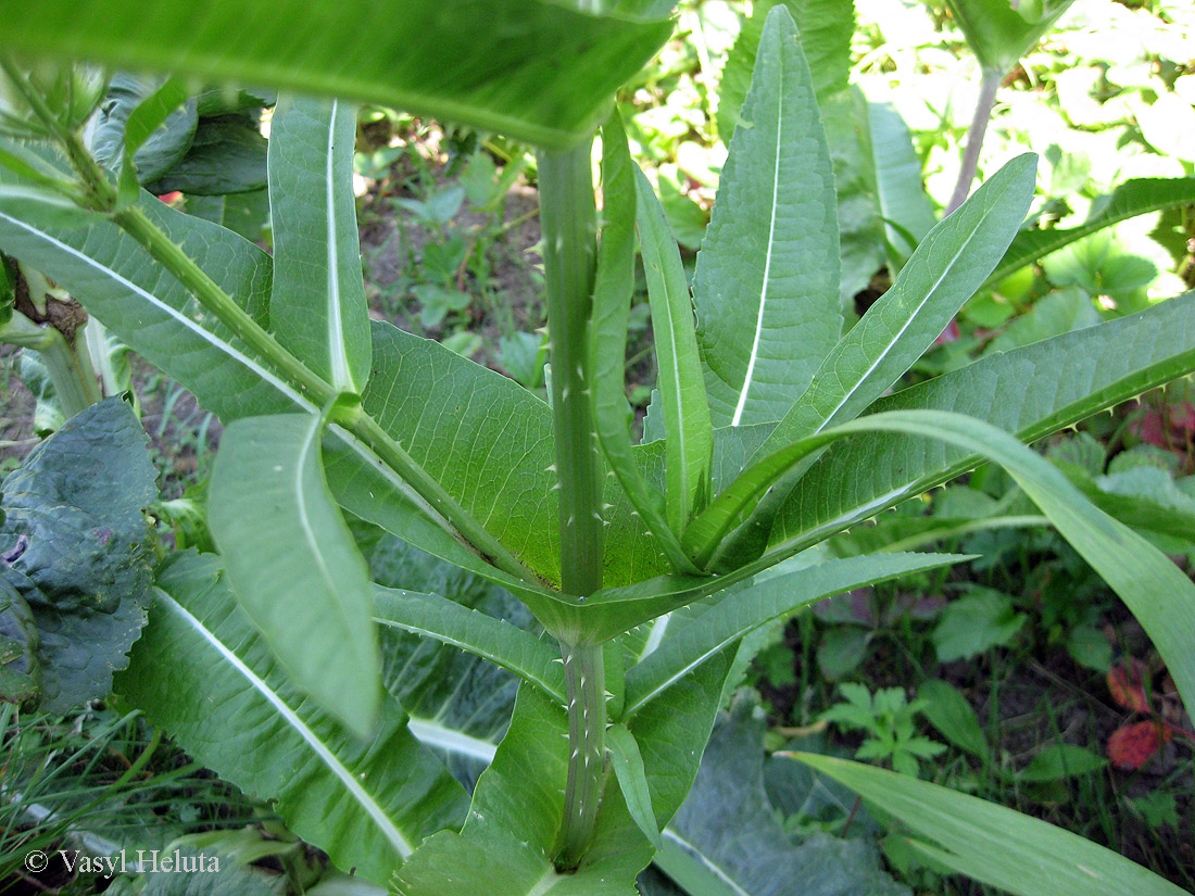 Изображение особи Dipsacus fullonum.