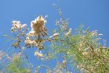 Tamarix ramosissima