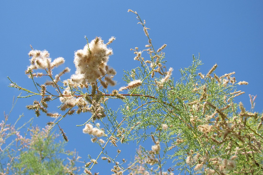 Image of Tamarix ramosissima specimen.