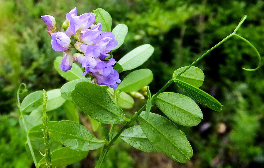 Image of Vicia amurensis specimen.