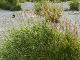 genus Calamagrostis