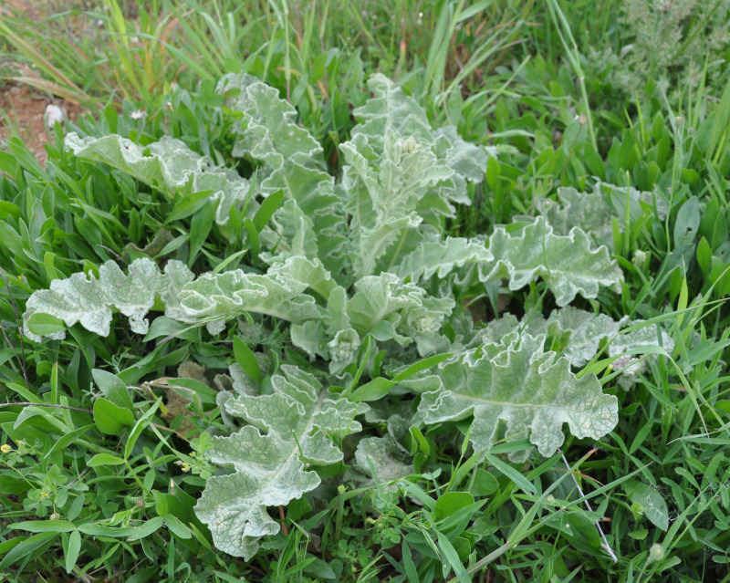 Image of Verbascum undulatum specimen.