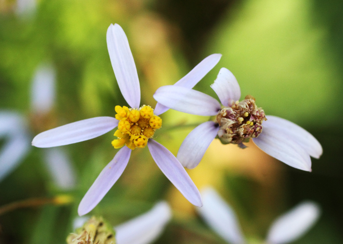 Изображение особи Galatella coriacea.