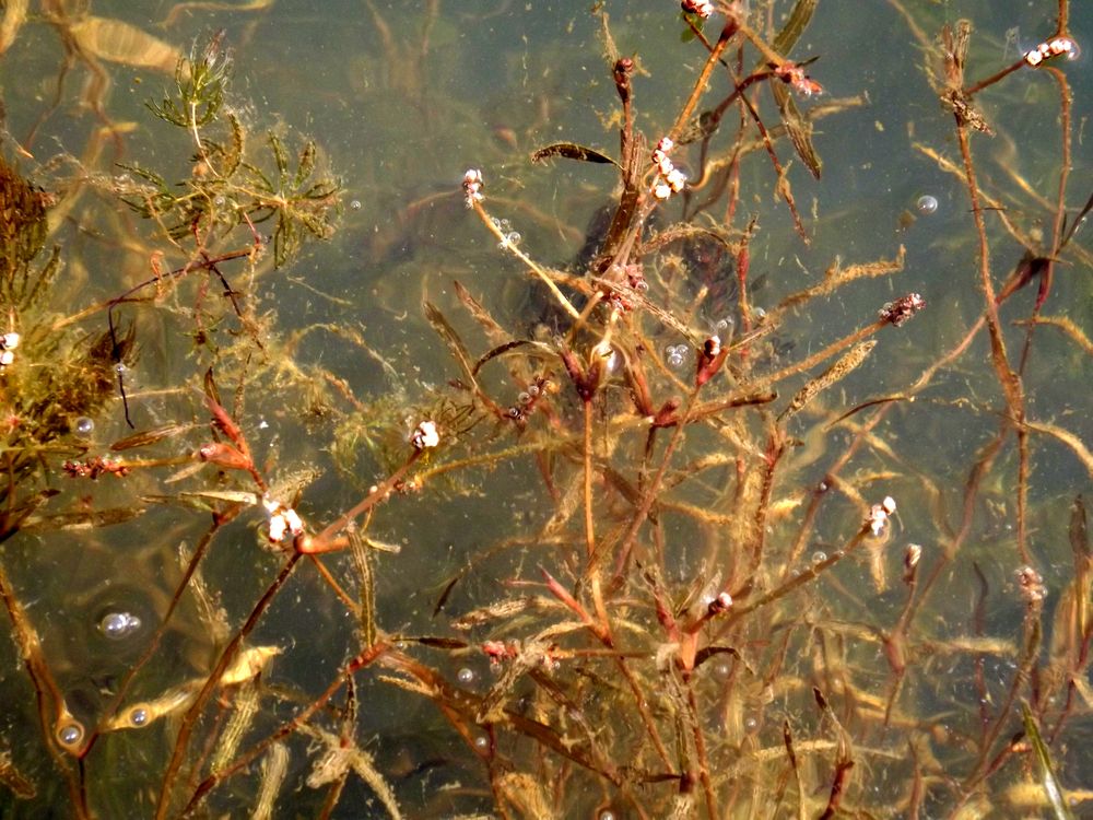 Image of Potamogeton manschuriensis specimen.