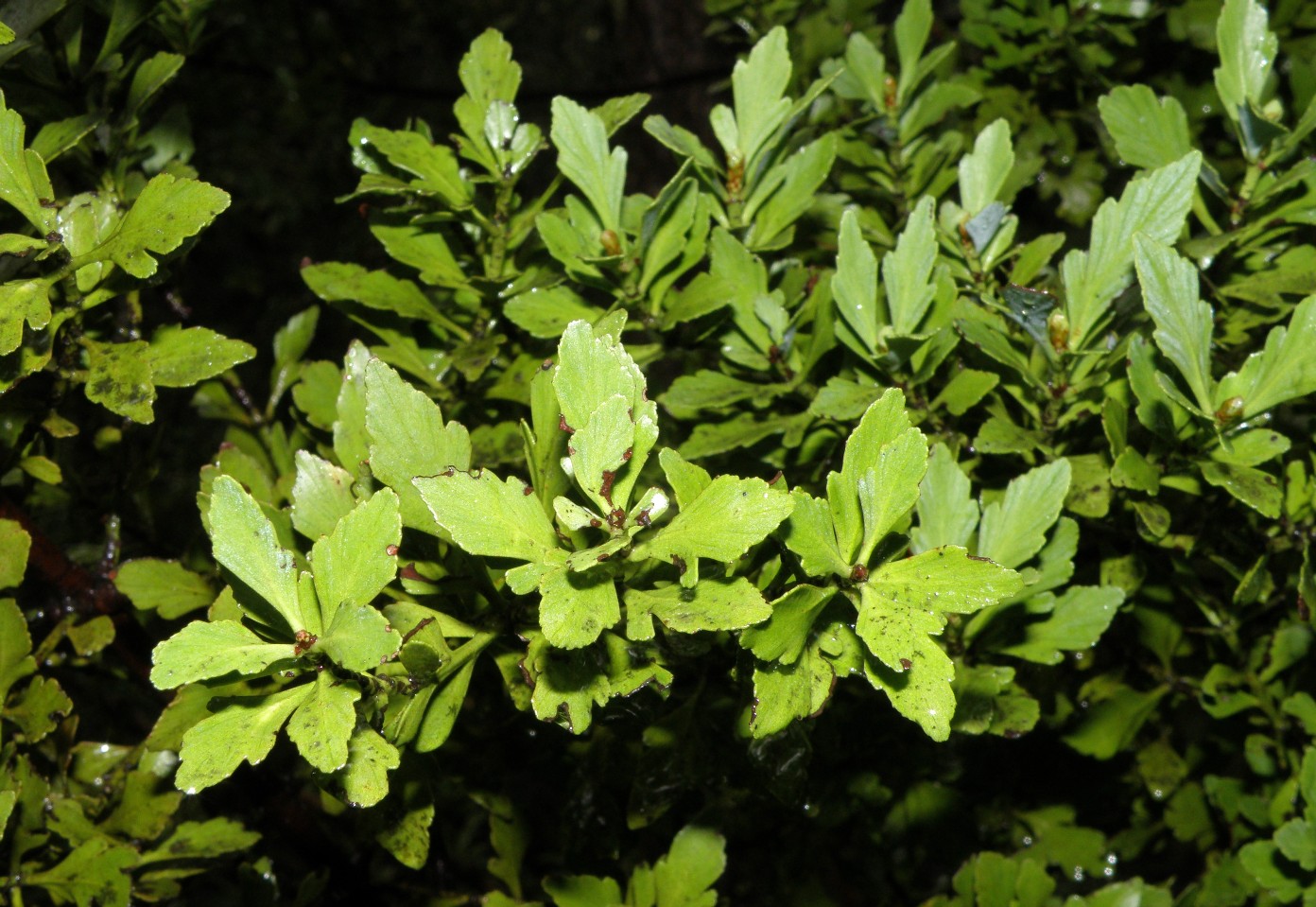 Изображение особи Phyllocladus alpinus.