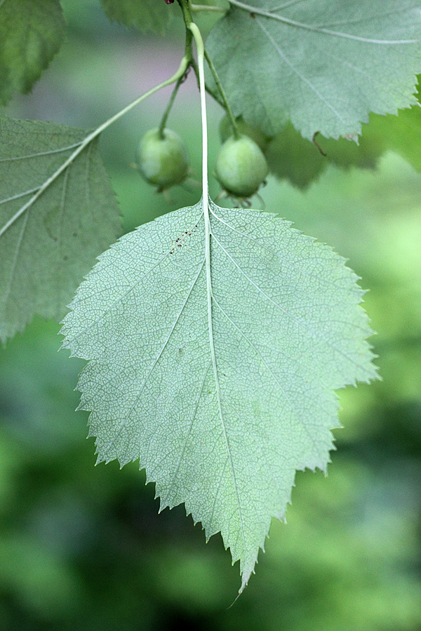 Image of Crataegus lauta specimen.