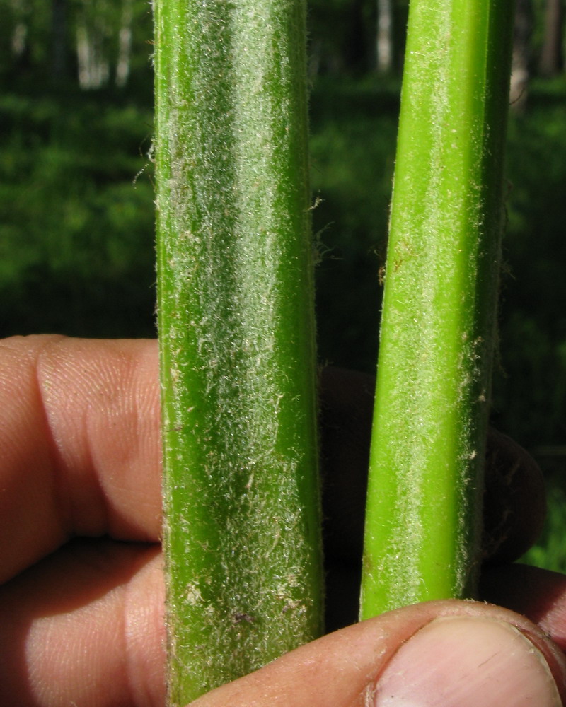 Image of Pteridium pinetorum ssp. sajanense specimen.