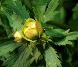 Trollius europaeus