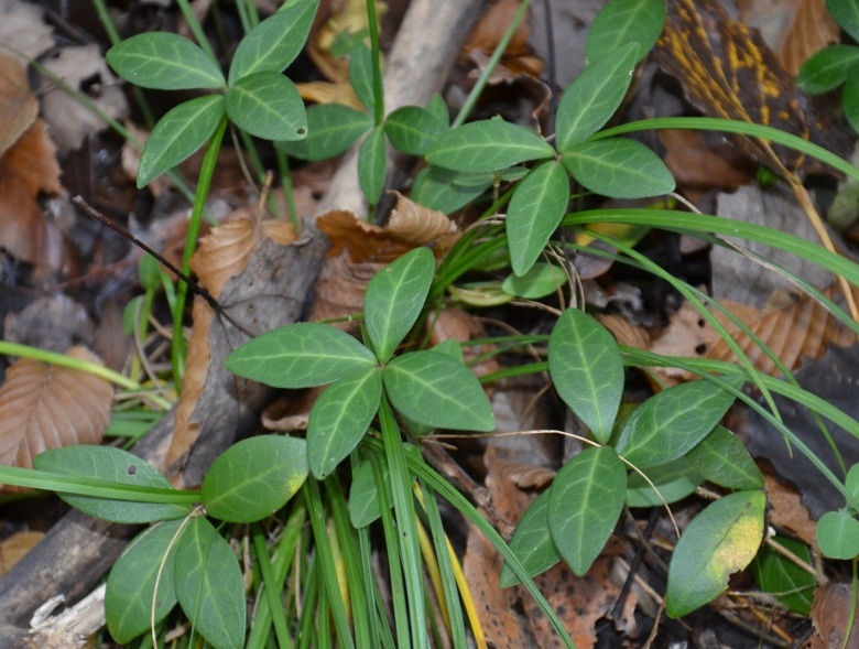 Image of Vinca minor specimen.