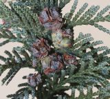 Chamaecyparis lawsoniana. Часть ветви с шишками ('Alumii'). Германия, г. Кемпен, живая изгородь. 16.11.2012.