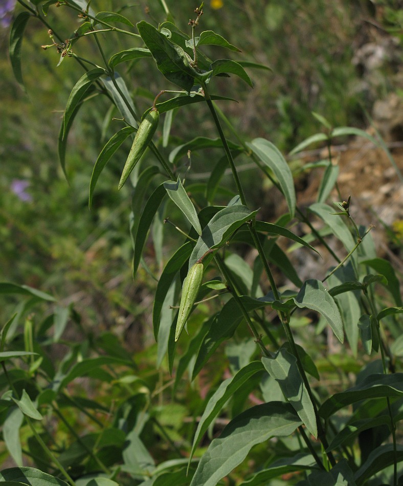 Image of Vincetoxicum hirundinaria specimen.