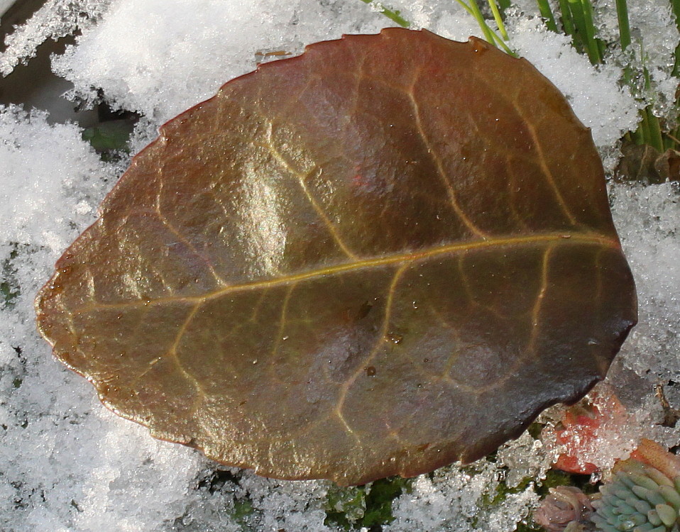 Image of Euonymus fortunei specimen.