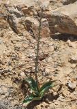 Leopoldia longipes subspecies negevensis. Плодоносящее растение. Israel, Negev Mountains. 17.04.2010.