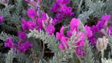 Oxytropis lanata