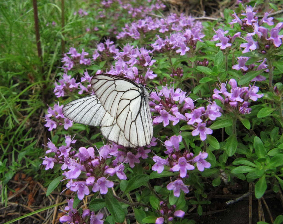 Изображение особи род Thymus.