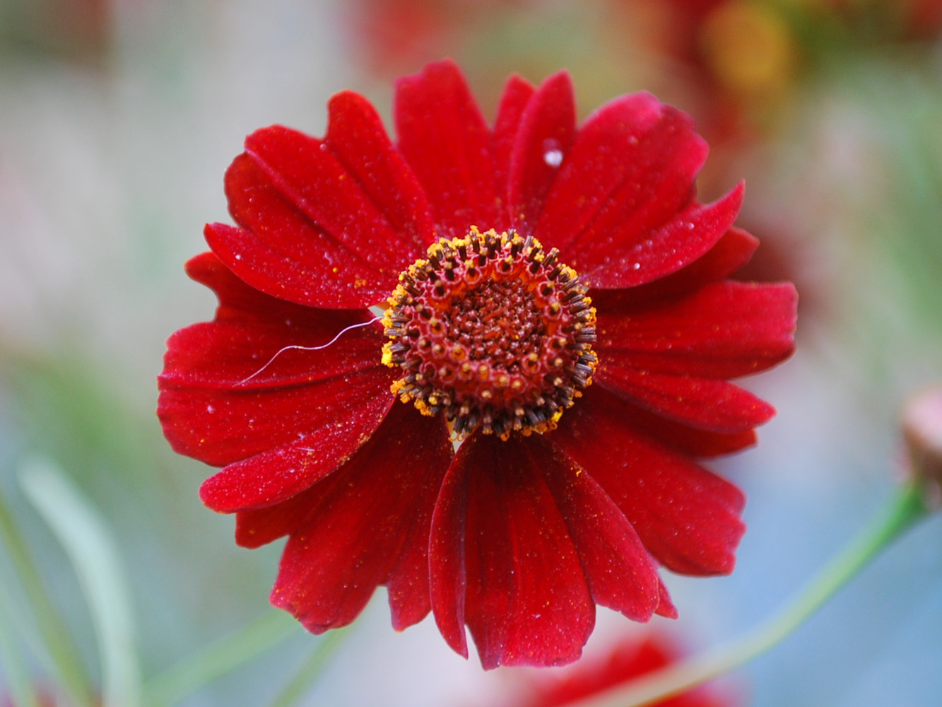 Image of Coreopsis tinctoria specimen.