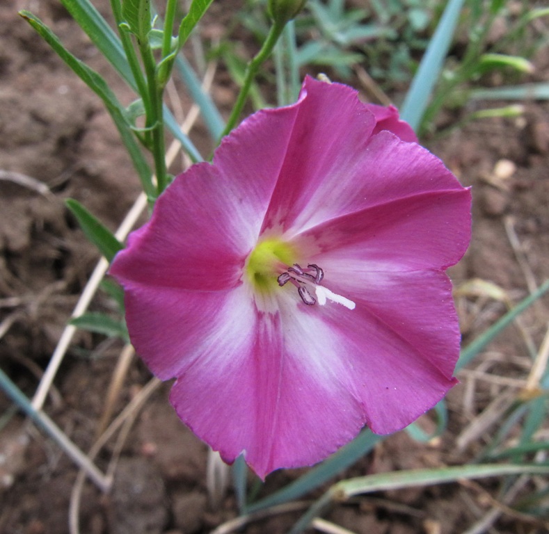 Image of Convolvulus chinensis specimen.