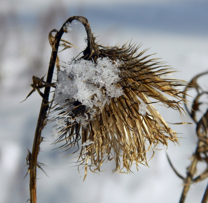 Изображение особи Cirsium vulgare.