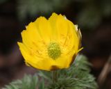 Adonis amurensis