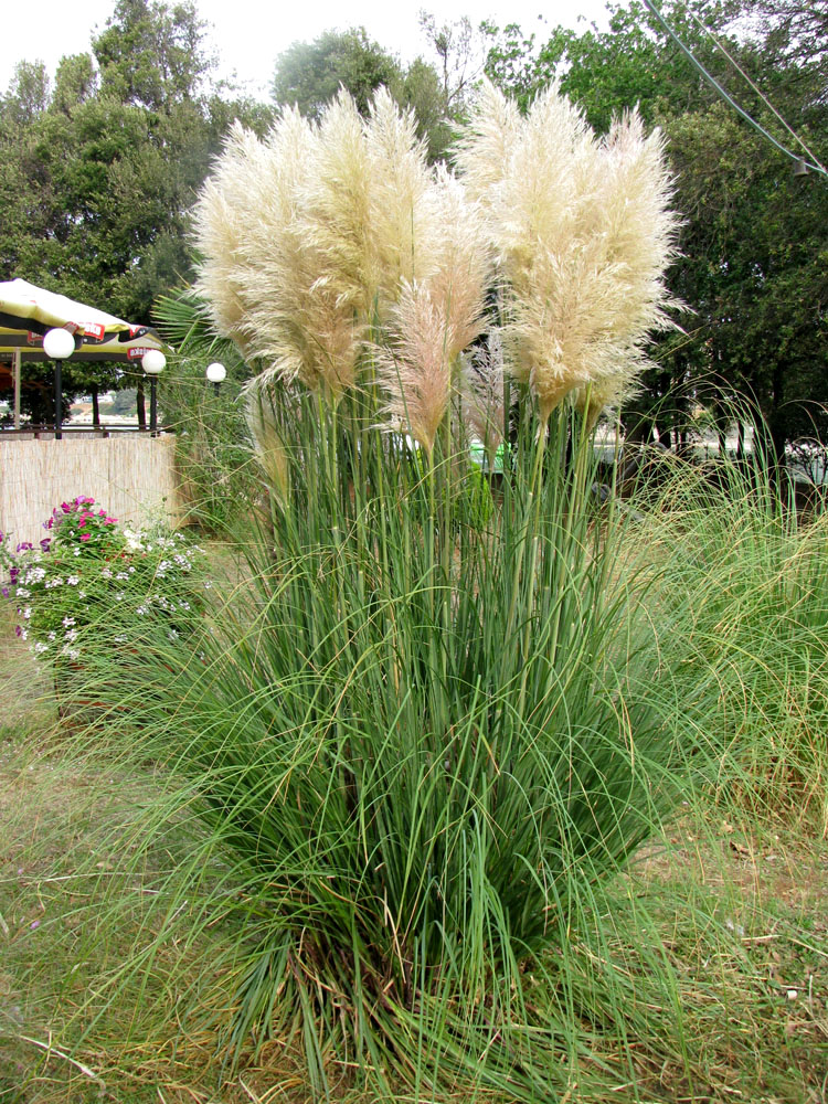 Image of Cortaderia selloana specimen.