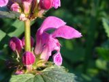 Lamium maculatum. Средняя часть соцветия с цветками и бутонами. Украина, г. Харьков, Карповский сад. 24.04.2012.