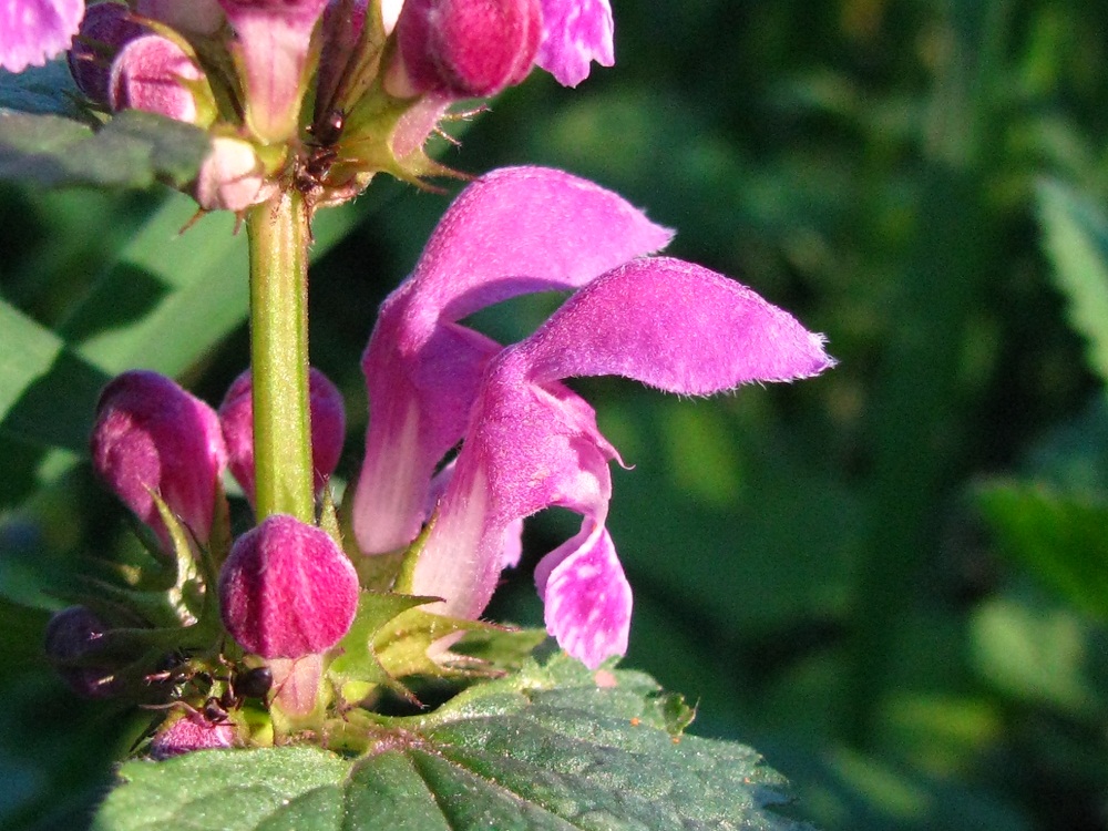 Image of Lamium maculatum specimen.