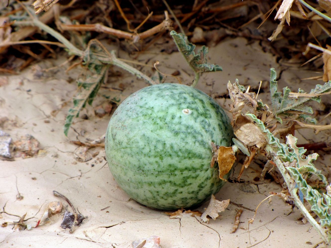 Image of Citrullus colocynthis specimen.